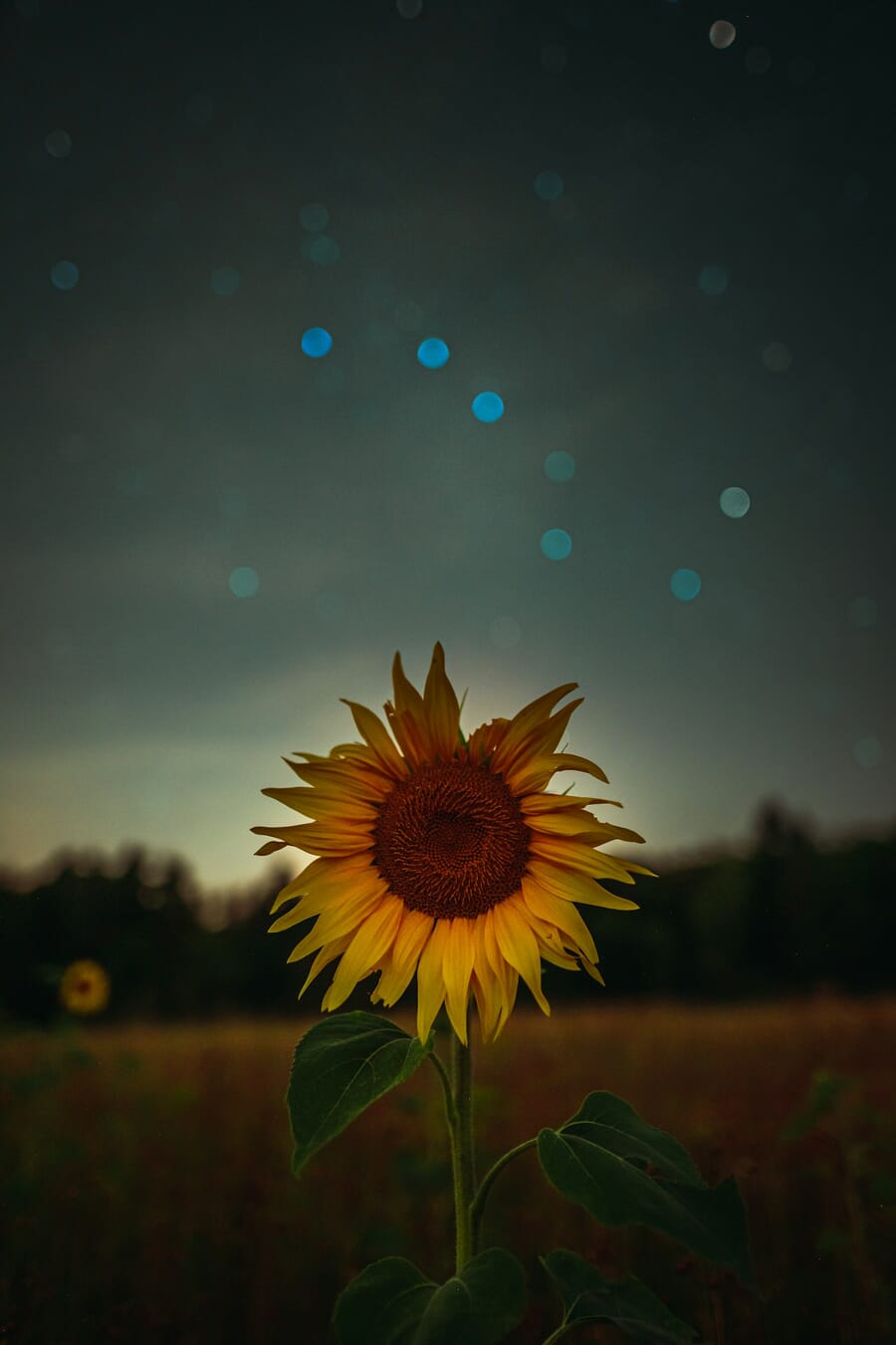 Solitary sunflower isolated against deeply blurred bokeh background