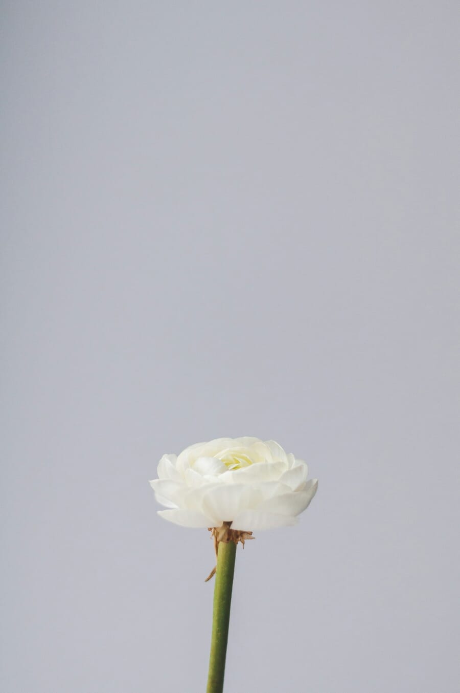 Single white flower as lone subject against minimal dark background