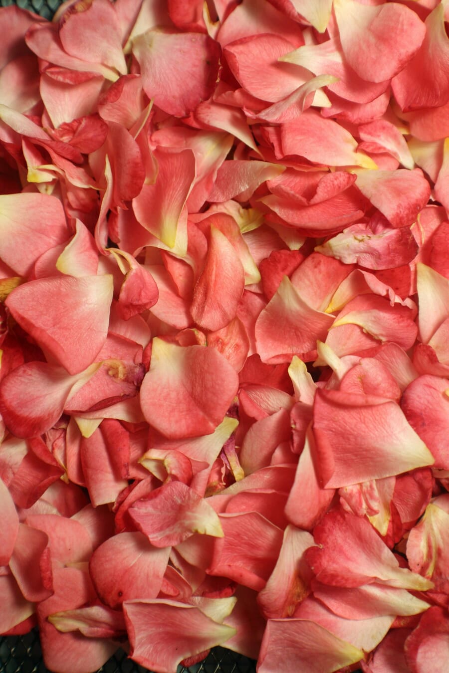 Abstract close-up of flower petals showing repeating pattern and texture