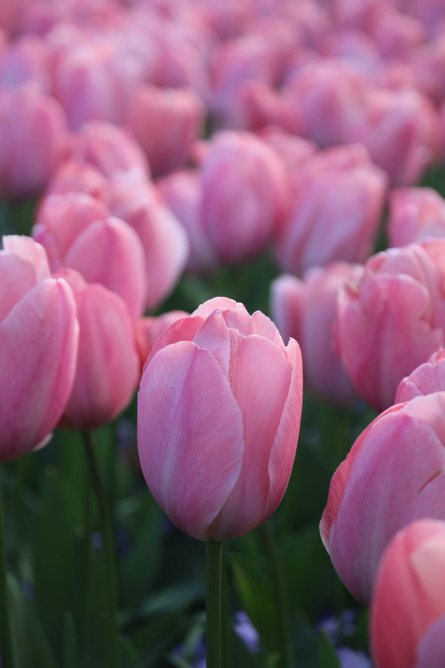 Pink tulip field macro with selective focus on a single bloom against a dreamy background