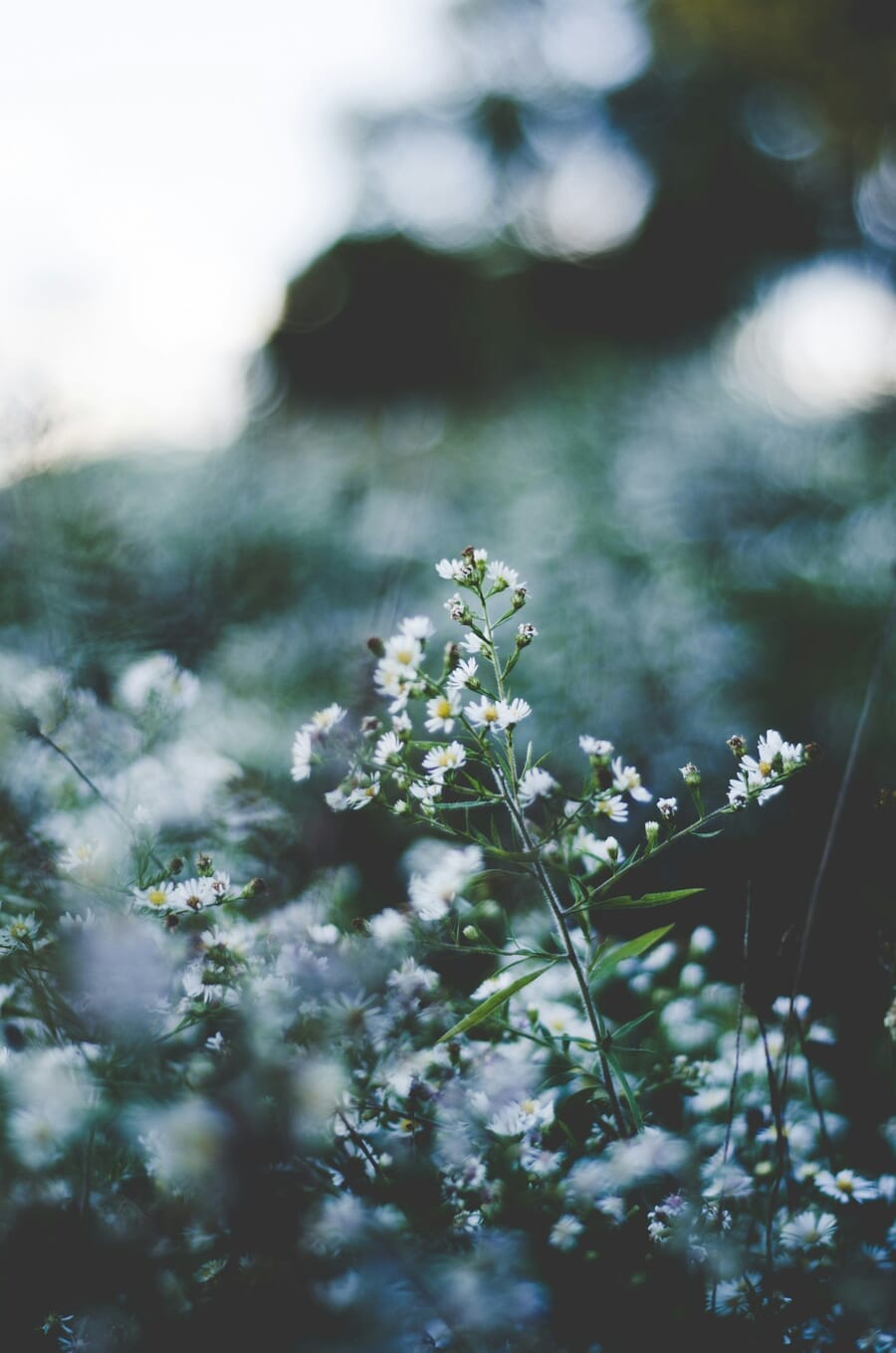 Daisies in a dreamy wildflower meadow with soft focus background