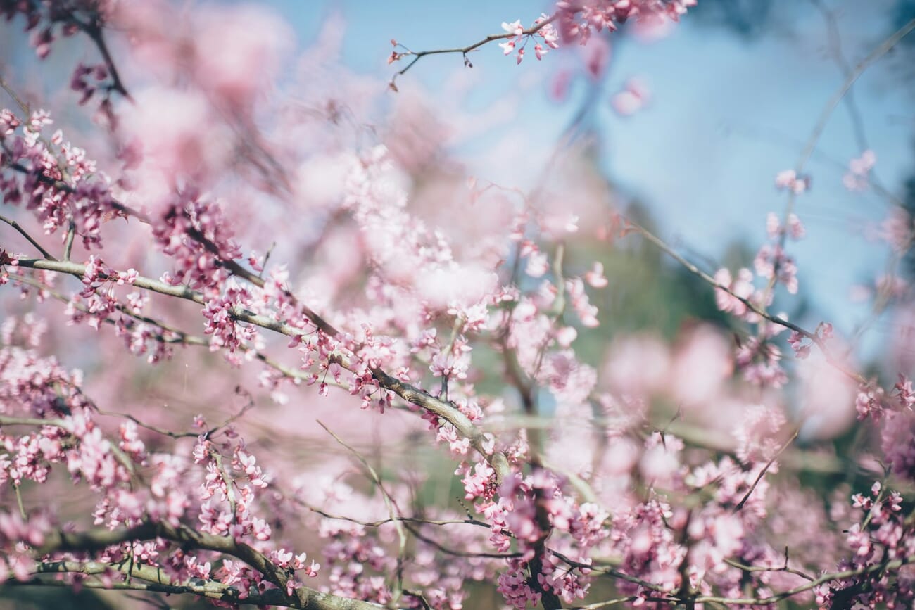 Pink cherry blossom petals in soft spring light with veiled background