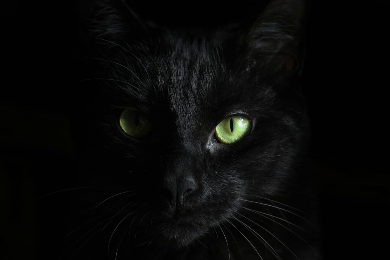 High contrast portrait with dramatic shadows and green eye detail