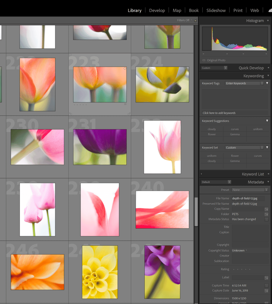 Lightroom Classic catalog showing the Keywording panel on the right and a grid of thumbnails on the left