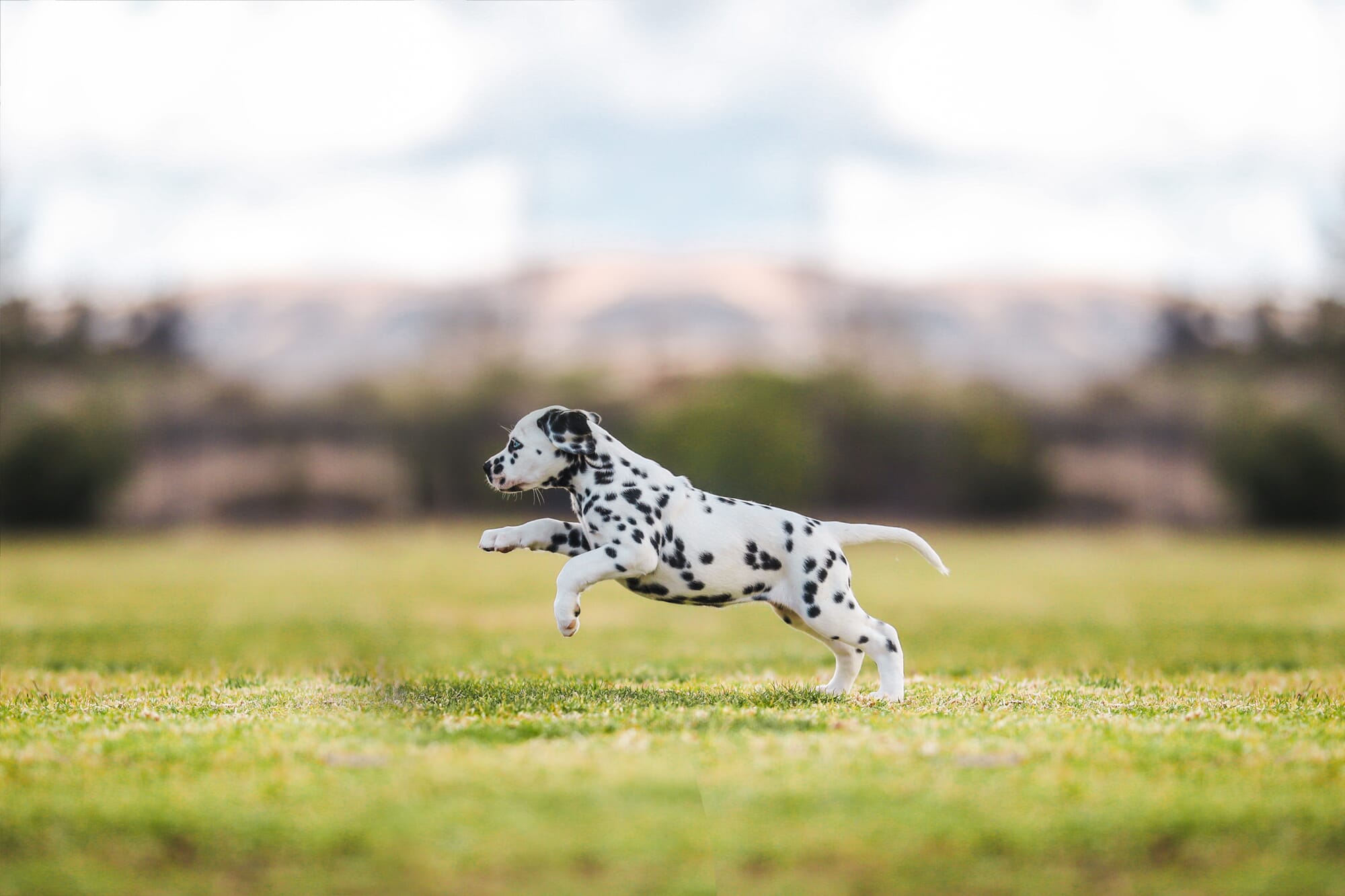 A cute puppy photo