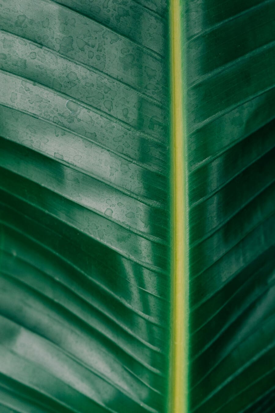Macro photograph of a green houseplant leaf showing vein structure and water droplets