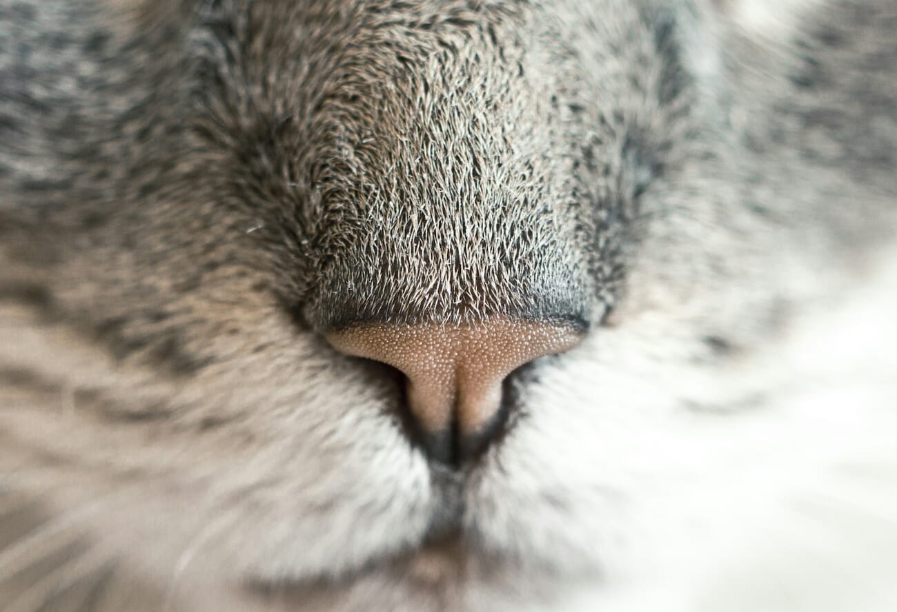 Intimate indoor portrait of a pet with soft window light and shallow depth of field