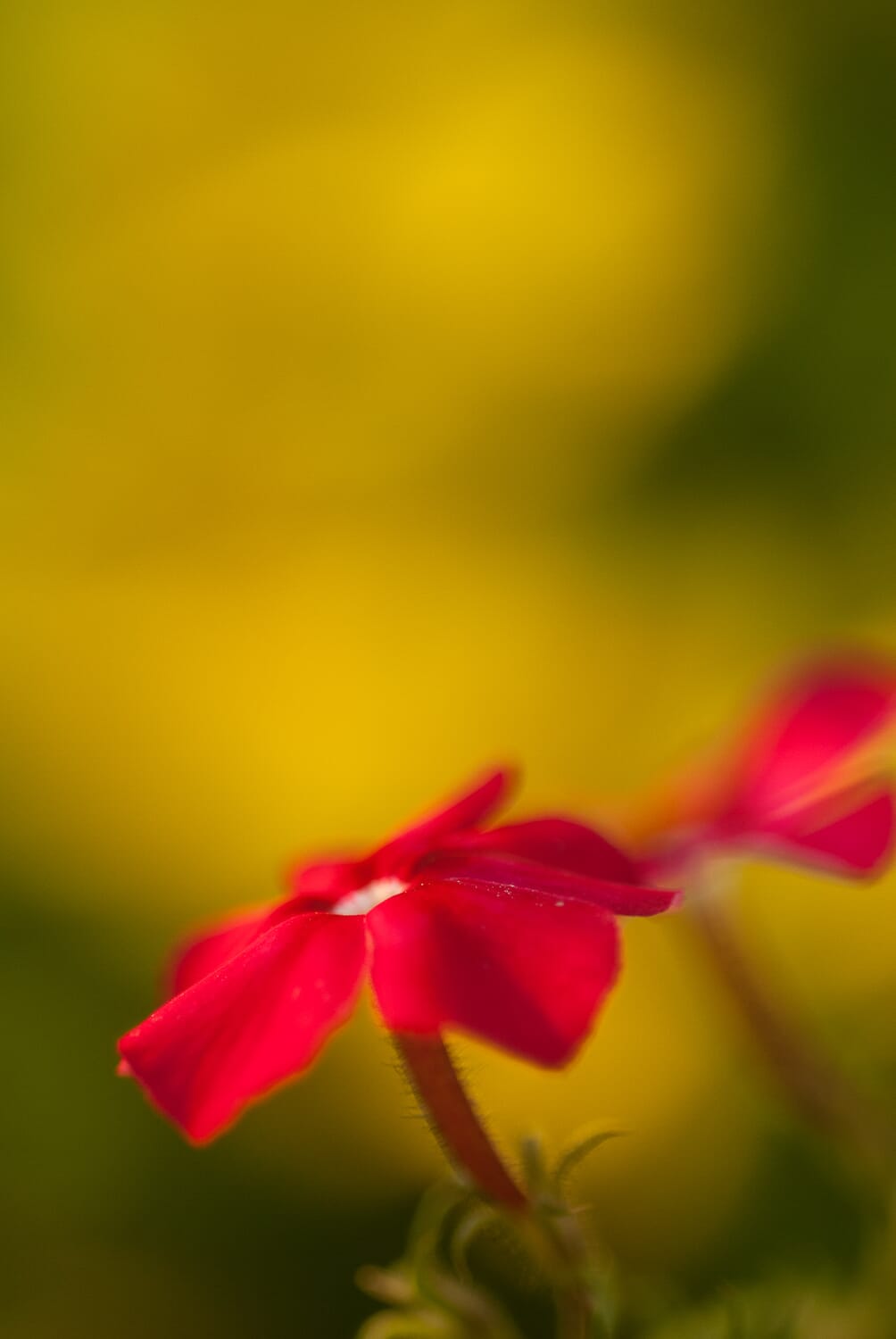 This photo has a thin depth of field. The flowers are in focus, but the background is blurry!