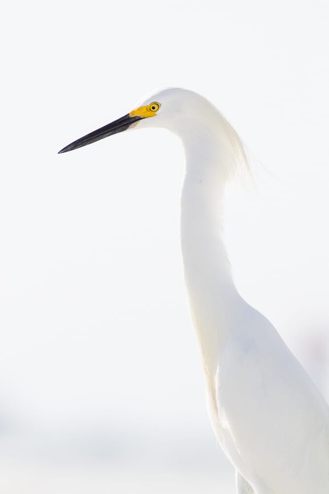 snowy egret good ISO choice