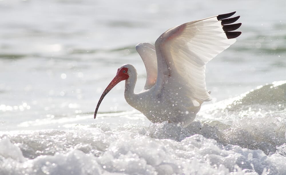 This shot required a fast shutter speed to freeze the motion of the Ibis's wings.