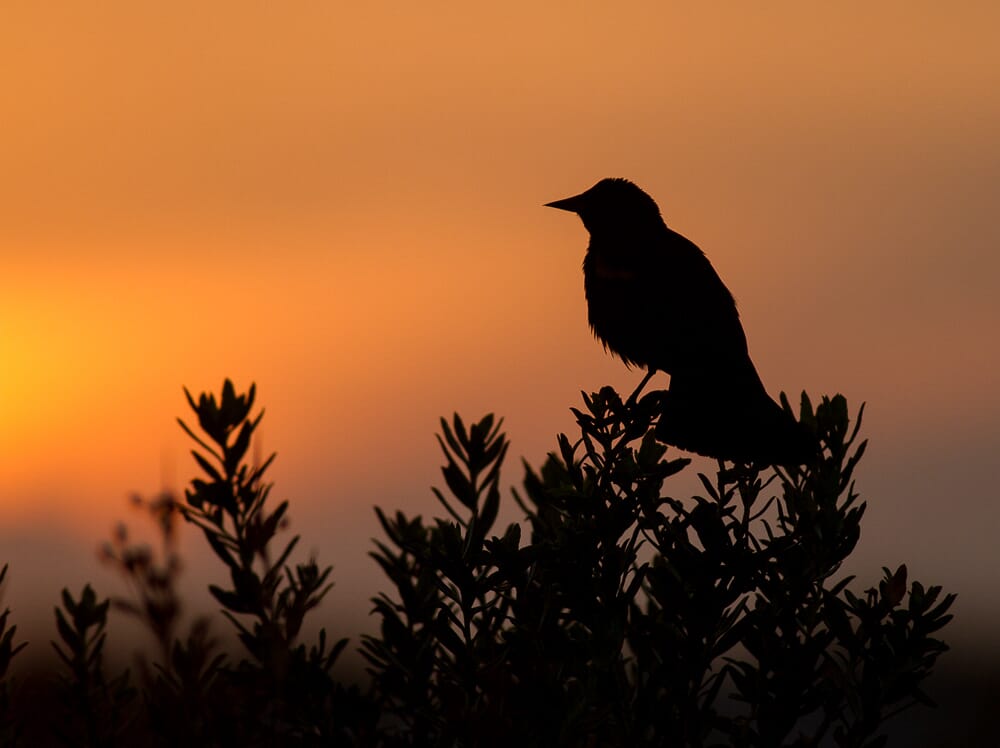 Backlit Bird Image