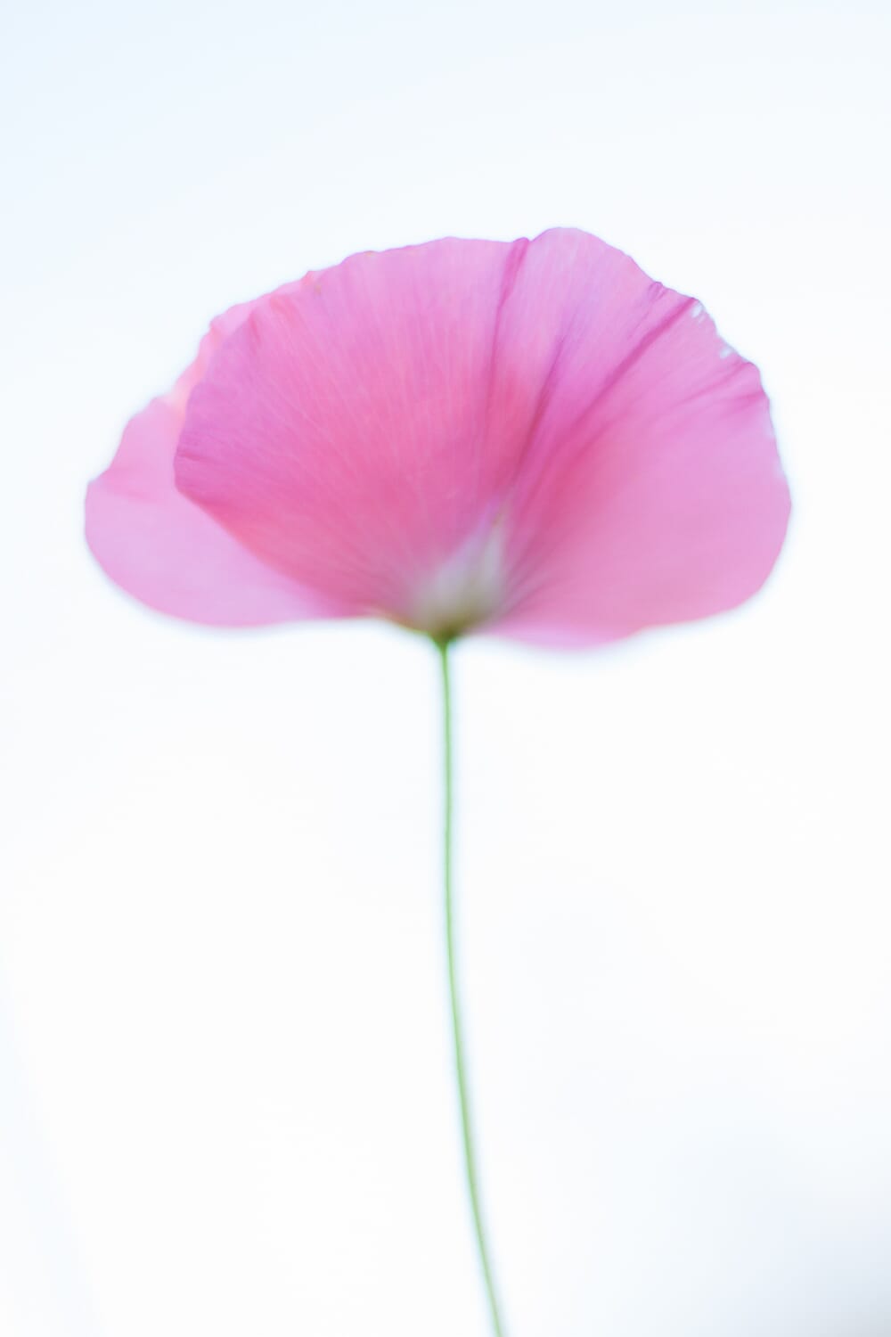 The white space around this poppy helps to emphasize it!