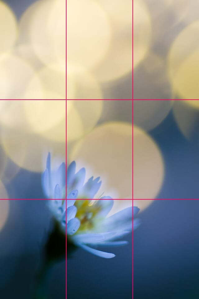 Look at how this flower sits at the intersection between two gridlines. It's a third of the way into the frame, both vertically and horizontally!