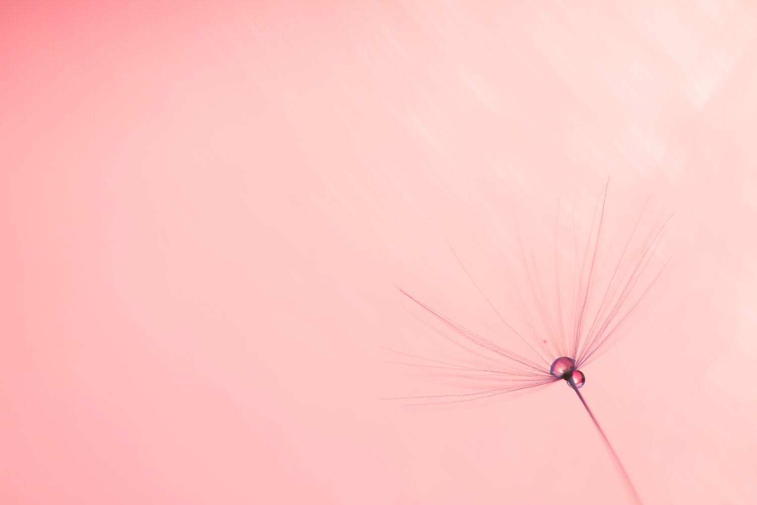 Look at how simple this photo is! It's a subject on a clean background.