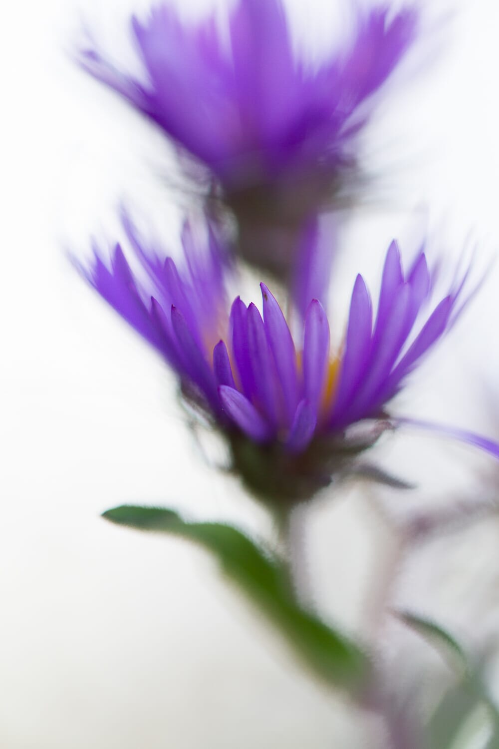 Macro Flower