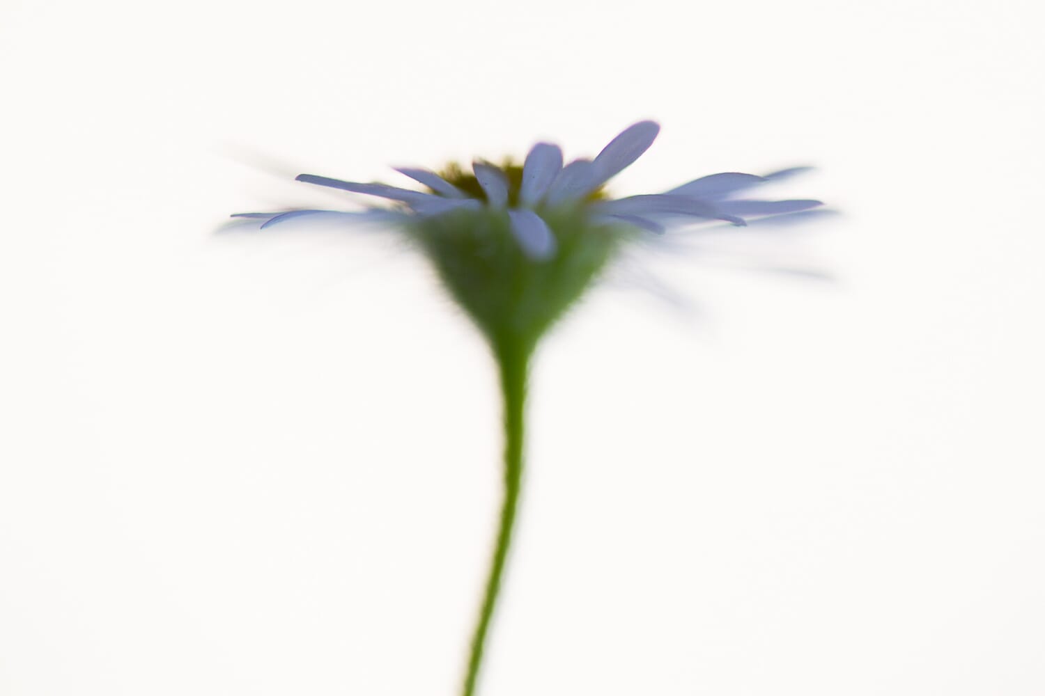 By shooting from below the subject, you can capture some interesting photos.