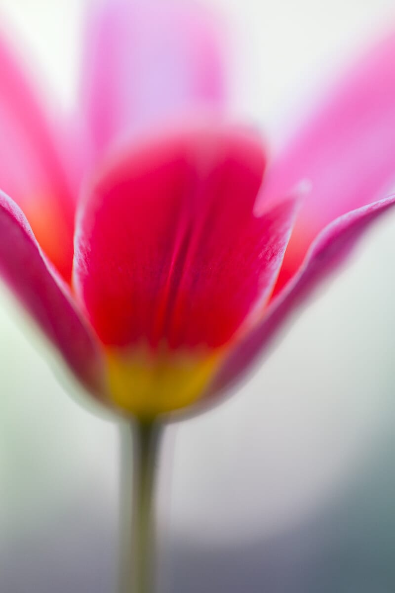 This photo was taken in cloudy light--giving it a more subdued, colorful look.