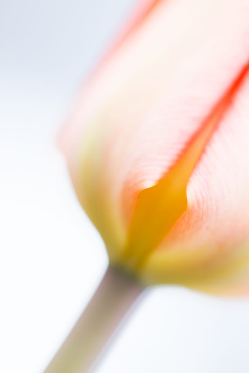 The lines in this photo lead the viewer straight to the subject.