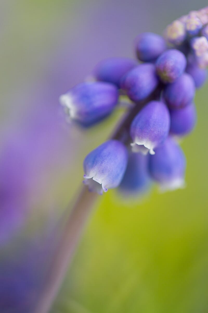 I used a dedicated macro lens to capture a close-up of this tiny grape hyacinth.