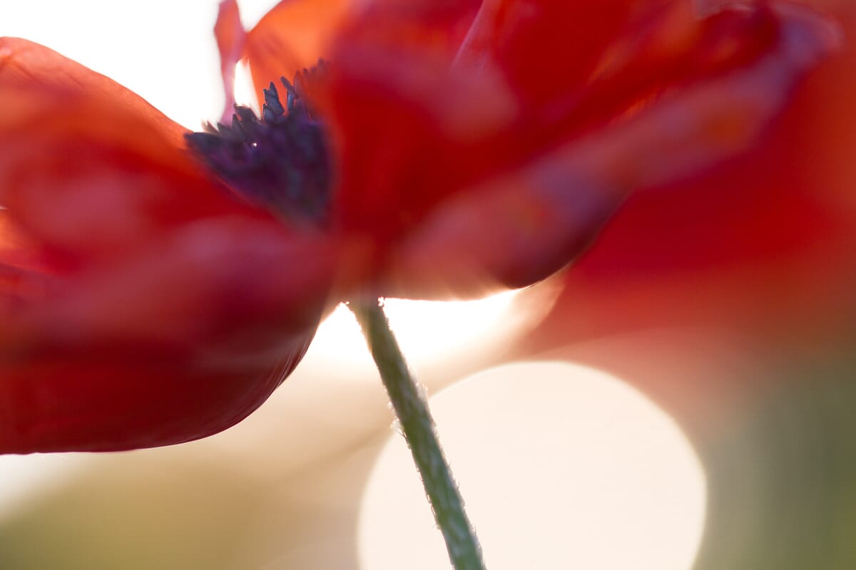 This poppy was completely backlit.