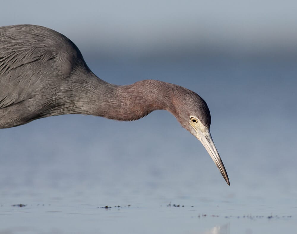 This Little Blue Heron was frontlit.