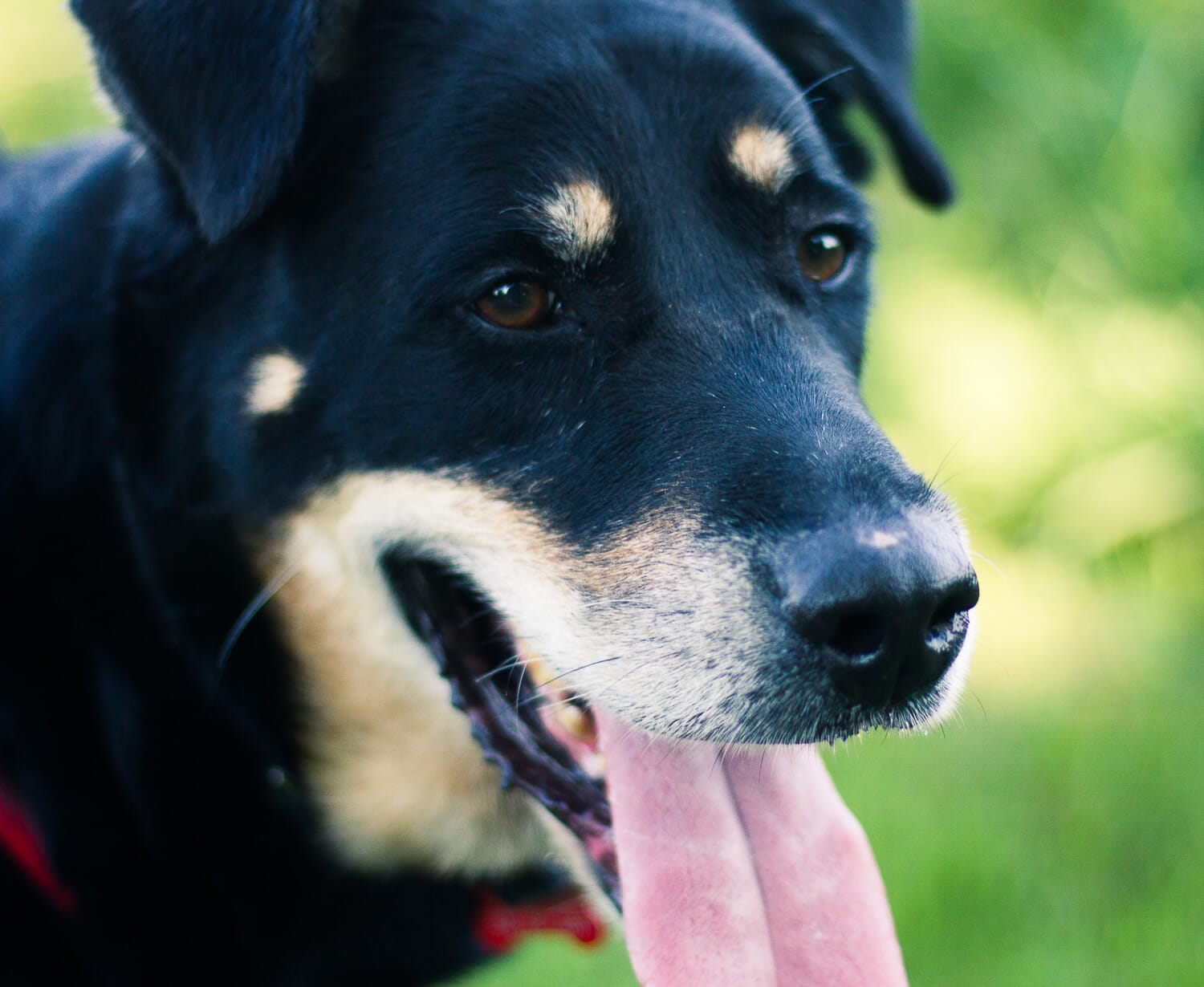 This dog was sidelit.