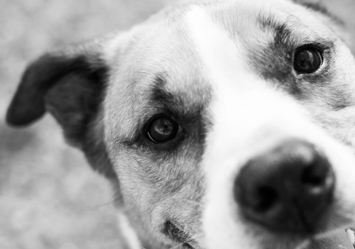 I converted this photo to black and white, and I added a bit of contrast.