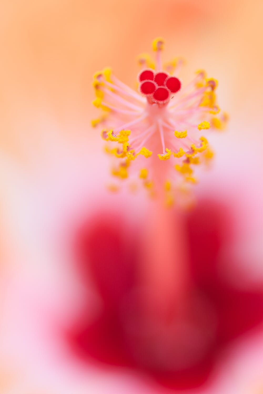 Still subjects, such as flowers, are perfect for Aperture Priority mode.