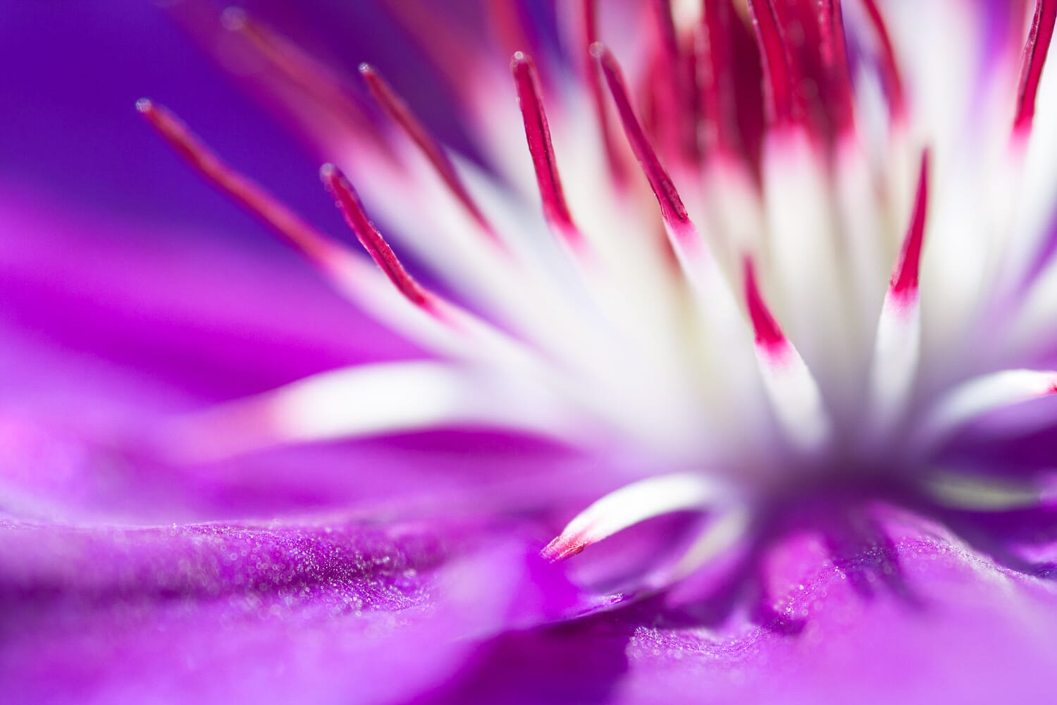 A shallow depth of field gives this photo a more artistic look.
