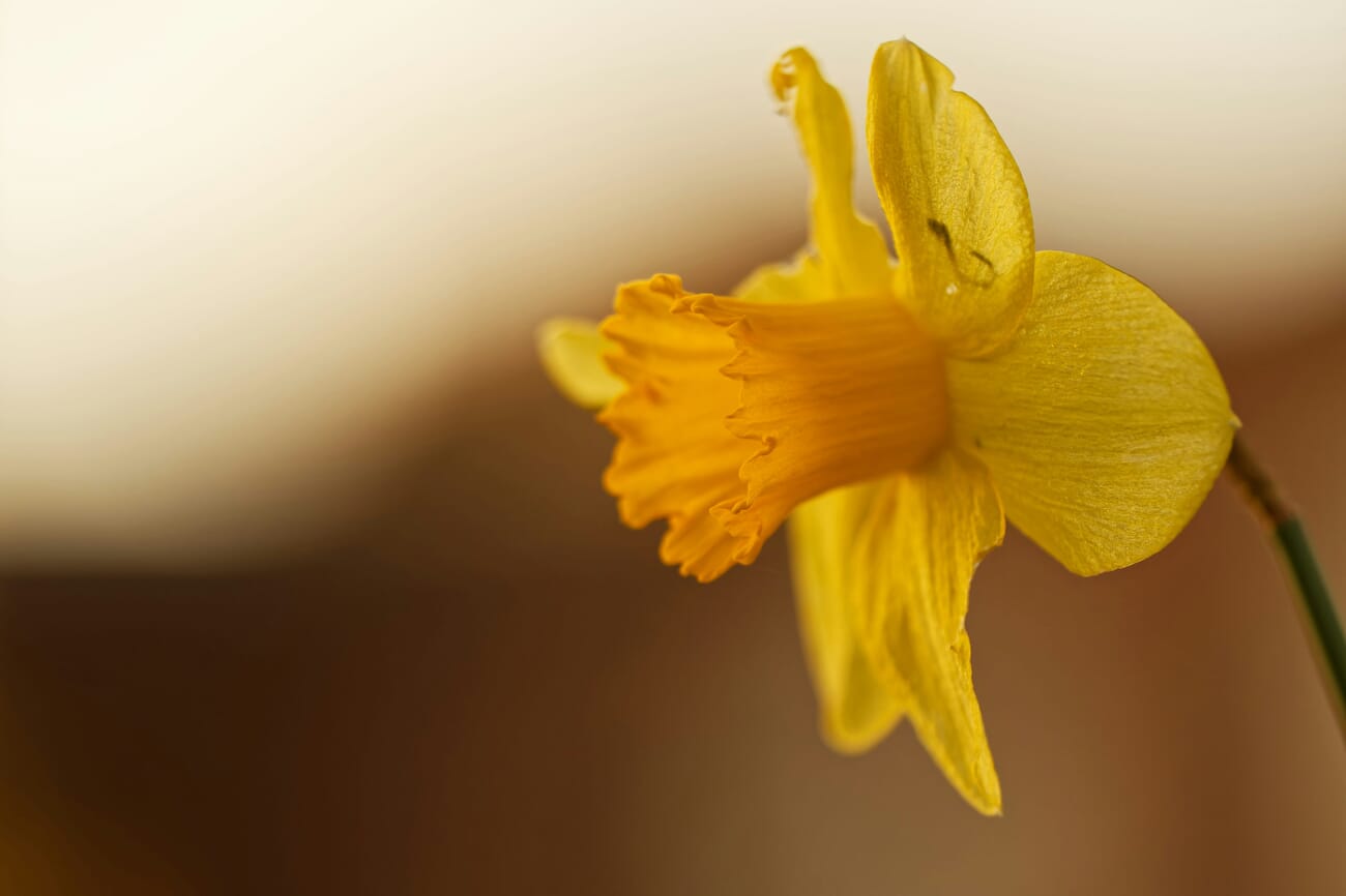 creamy bokeh background in a portrait — Golden Narcissus: A Macro Portrait in Creamy Bokeh