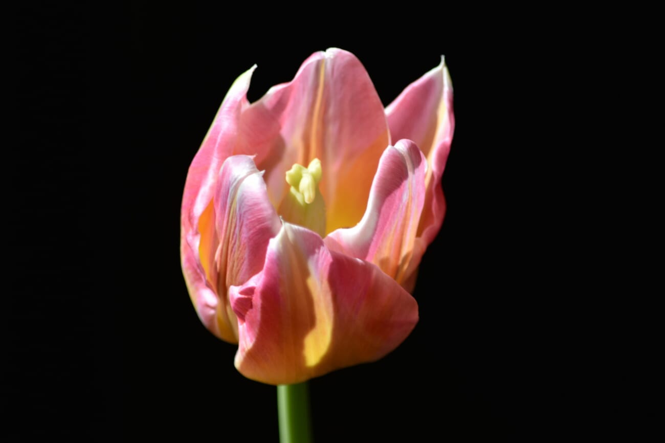 Sunlit Whisper: Pink-Yellow Tulip Unfolds Against Velvet Night