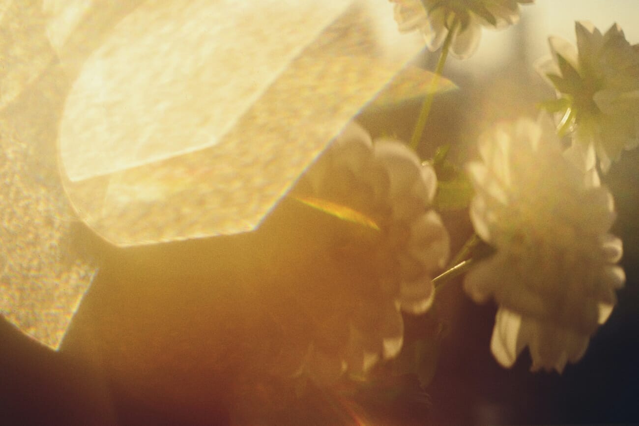 wide aperture portrait in low light — Backlit Peach Blossoms Through Golden Lens Flare