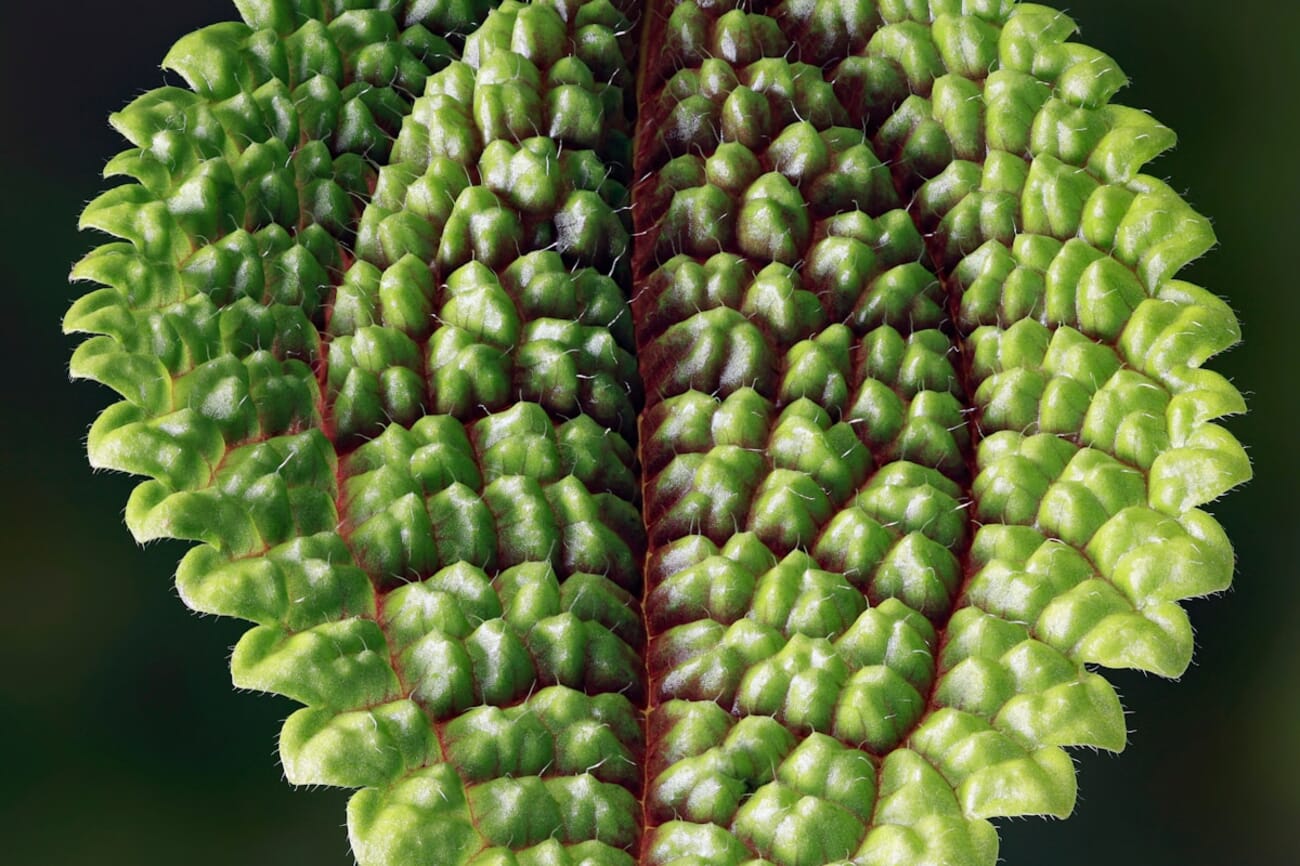 Verdant Ridges: A Macro Portrait of Leaf-Scale Texture