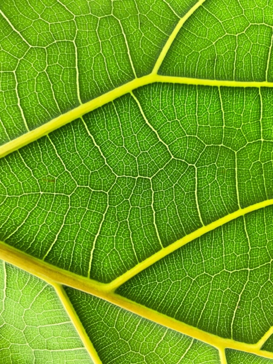Leaf macro