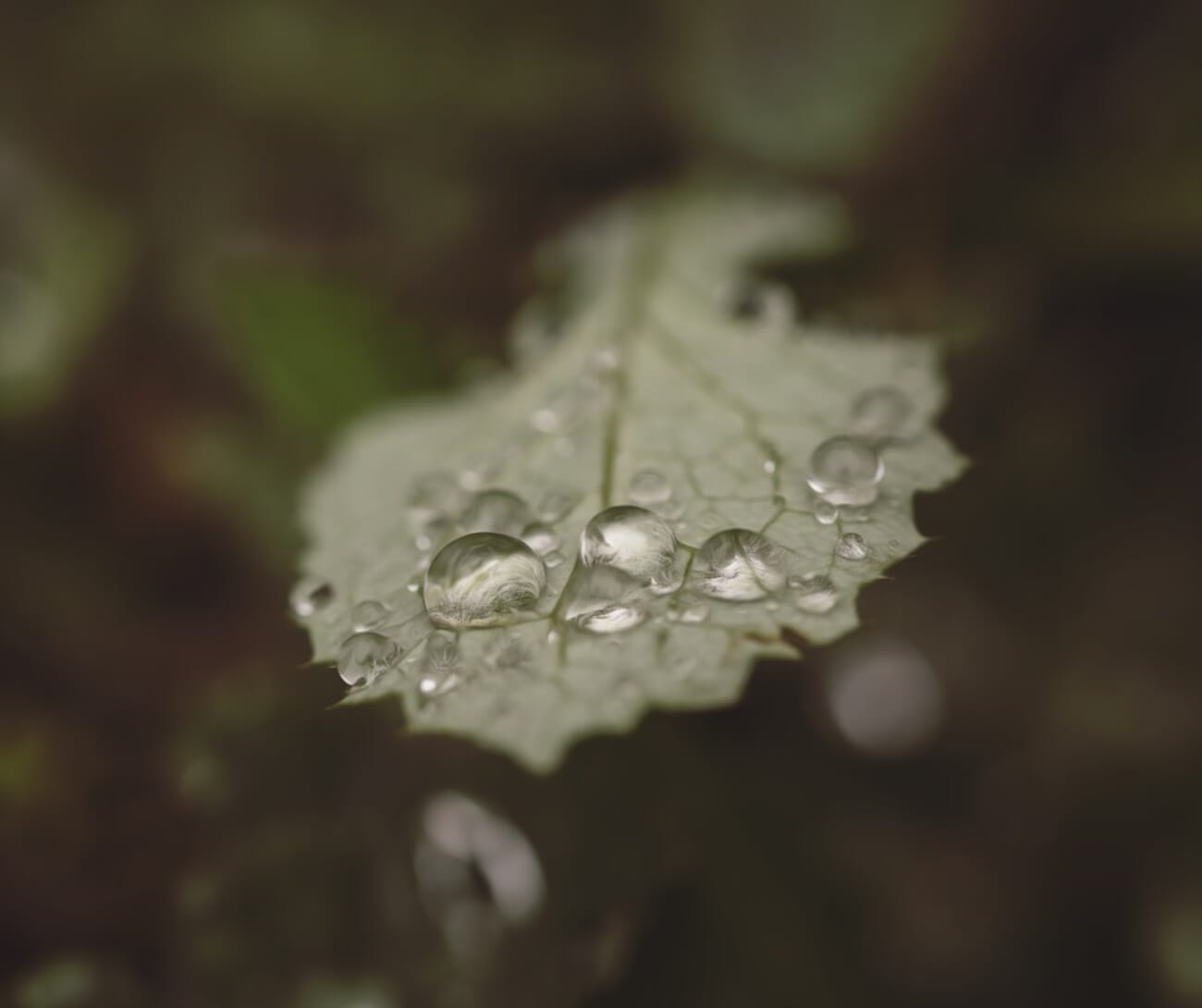 Dew on a Velvet Leaf: A Macro Portrait in Quiet Light