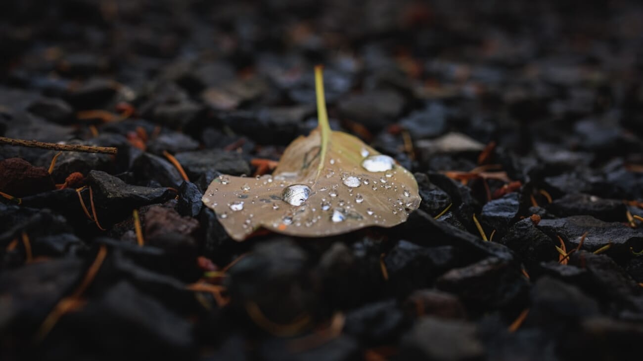 Dew-Laden Leaf Amid Charcoal Ground: A Quiet Macro Moment