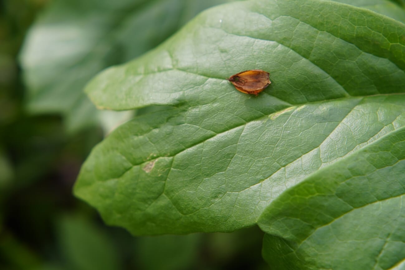 Tiny Brown Beetle on a Veined Green Leaf, a Macro Moment