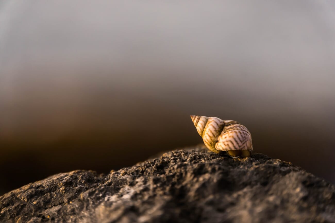 Shell and Stone: A Macro Moment on Rough Rock