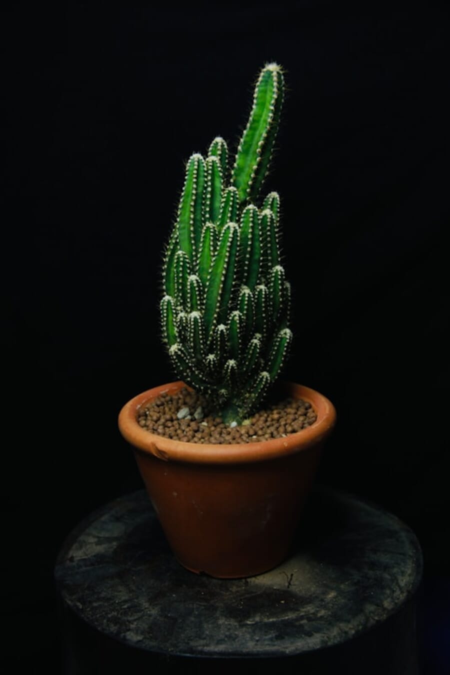 Spine Column in Shadow: Studio Portrait of a Green Cactus