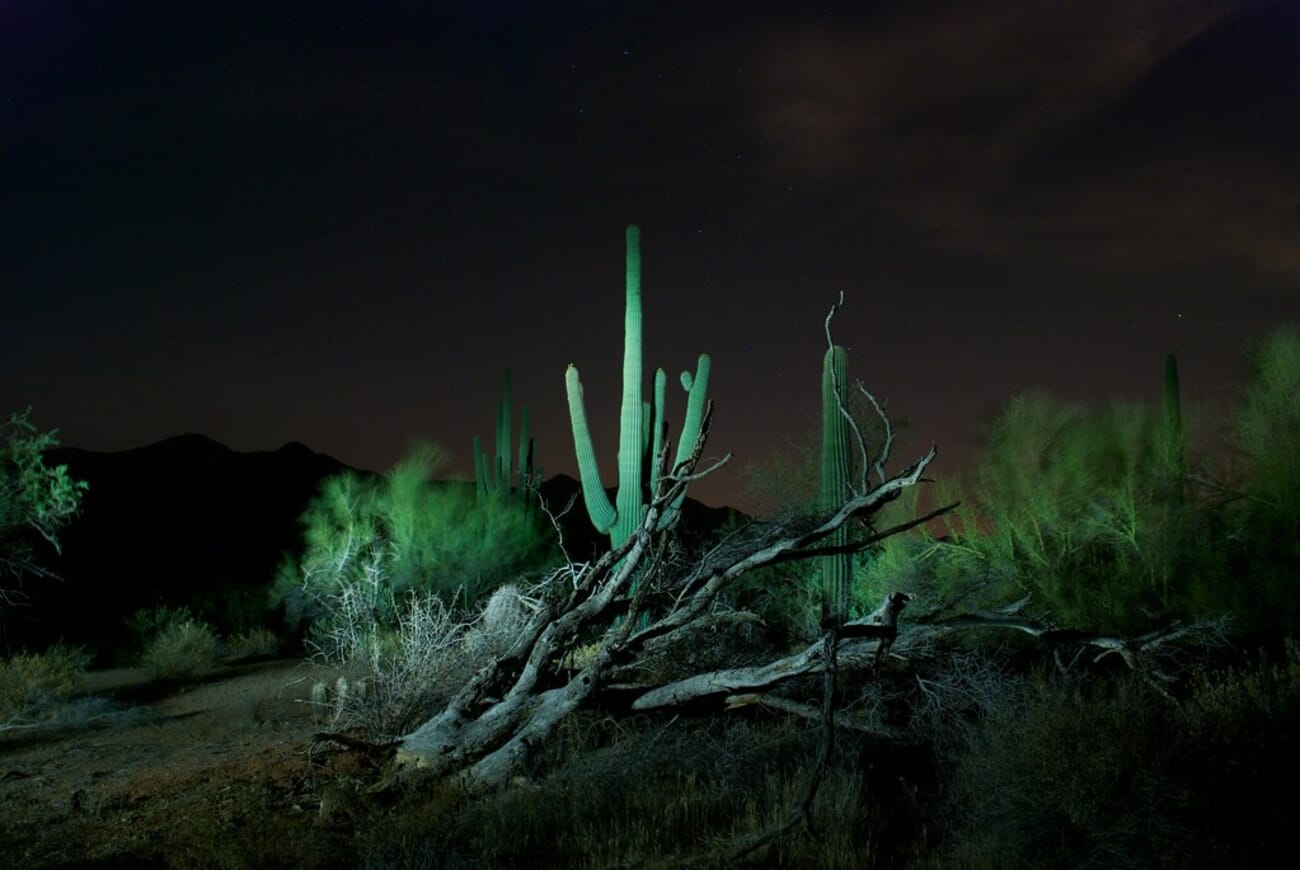 Cactus Light Painting in the Desert Night: Saguaros and Weathered Wood Bathed in Green Glow