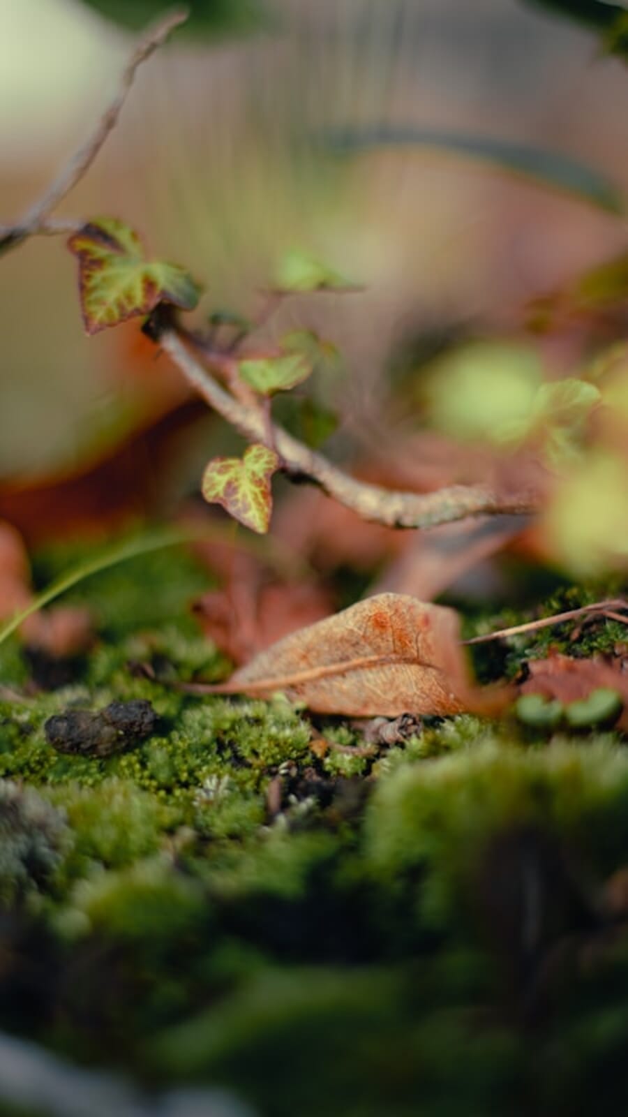 A Quiet Leaf on Velvet Moss: Macro Portrait of Autumn's Edge