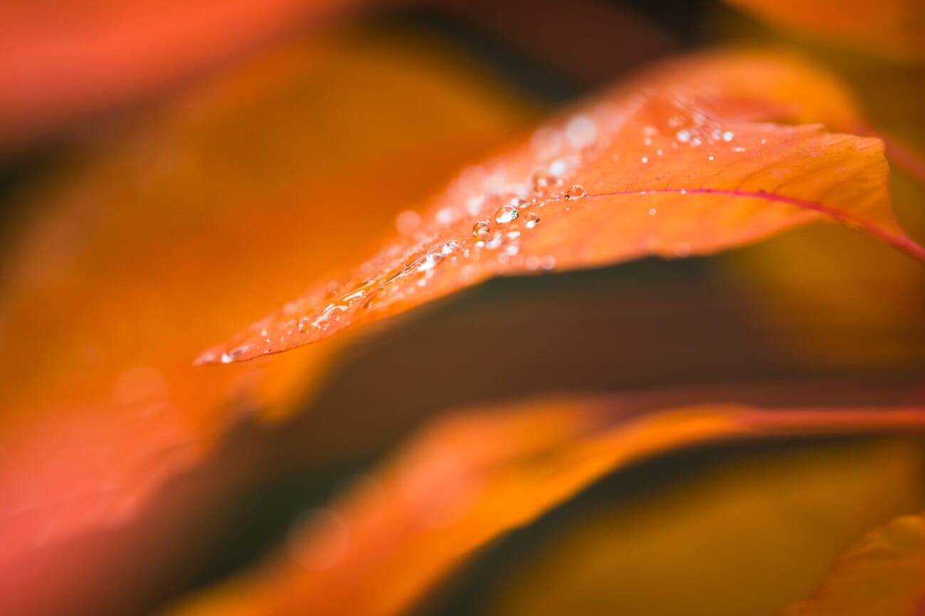 Dew-Kissed Autumn Leaf: Macro Glow in Velvet Bokeh