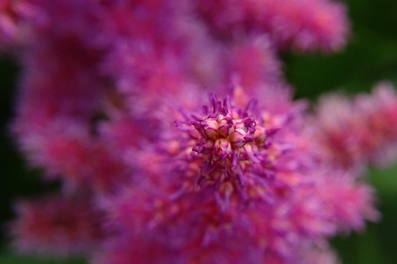 flower macro