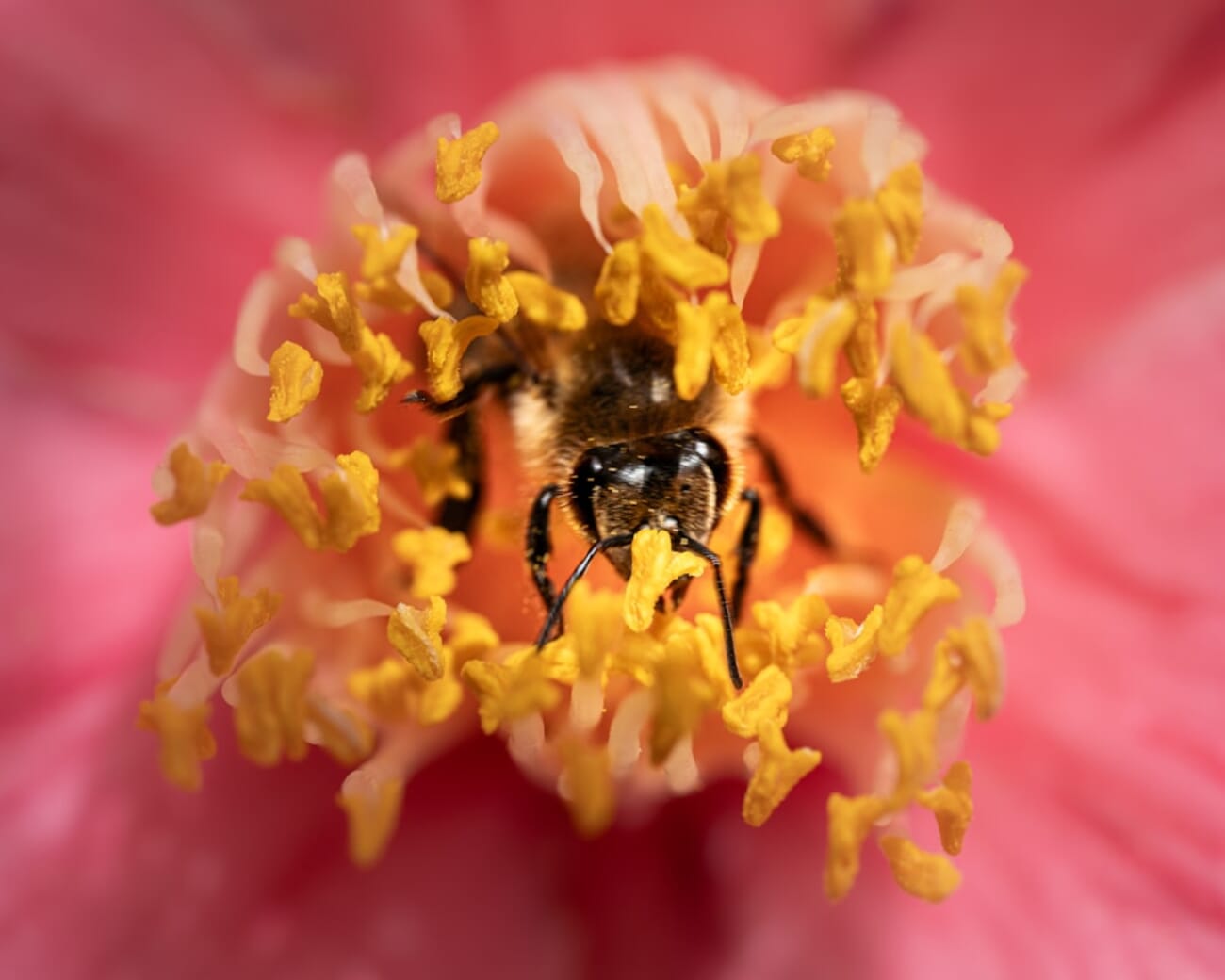 A macro view of a bee inside a vibrant flower, surrounded by pollen and color. A close look at nature’s delicate chaos.