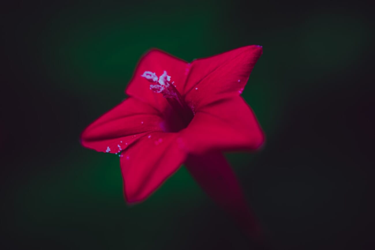 Crimson Velvet in Focus: Macro Close-Up of a Red Flower