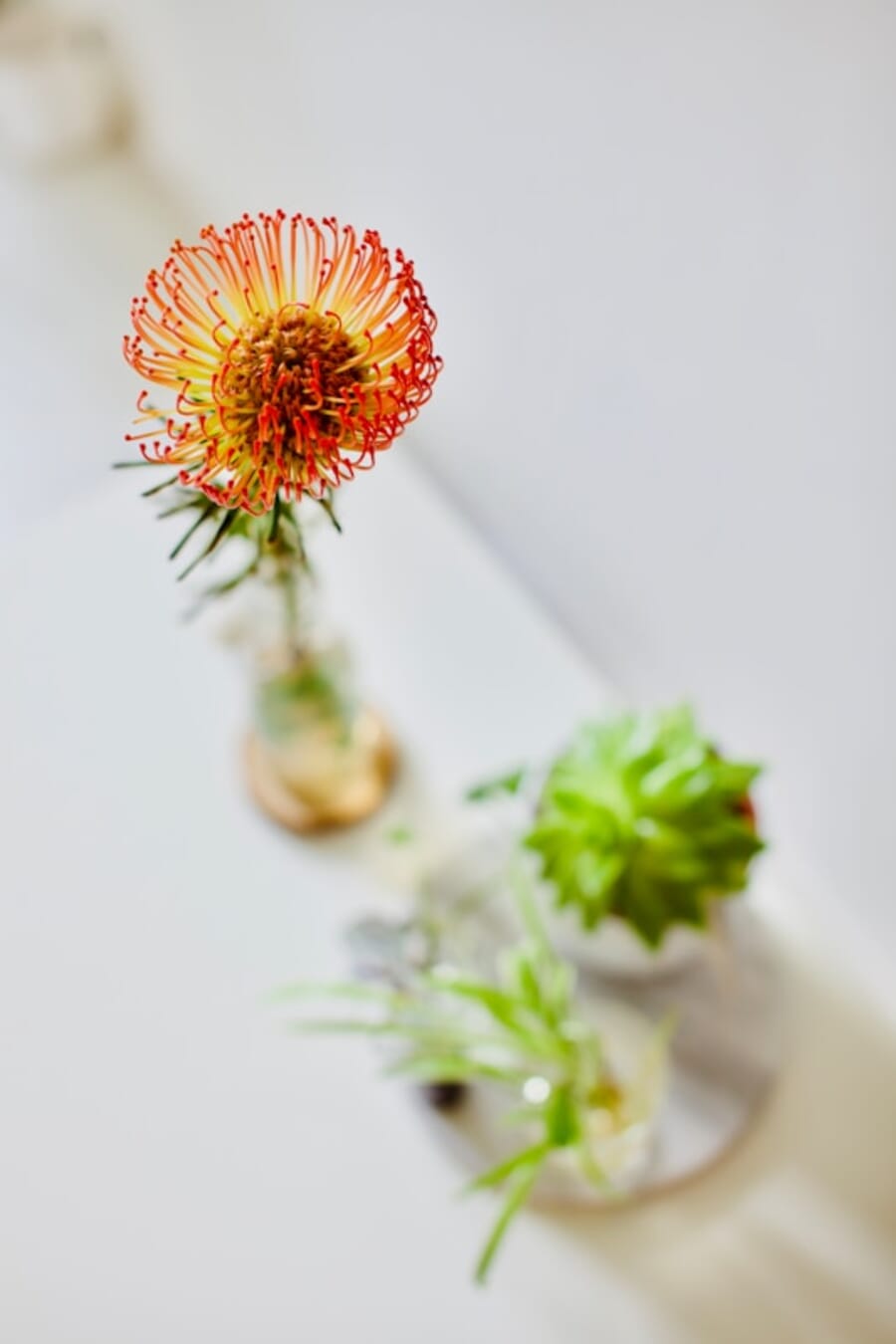 Crimson Crown in White: A Macro Portrait of a Pincushion Flower