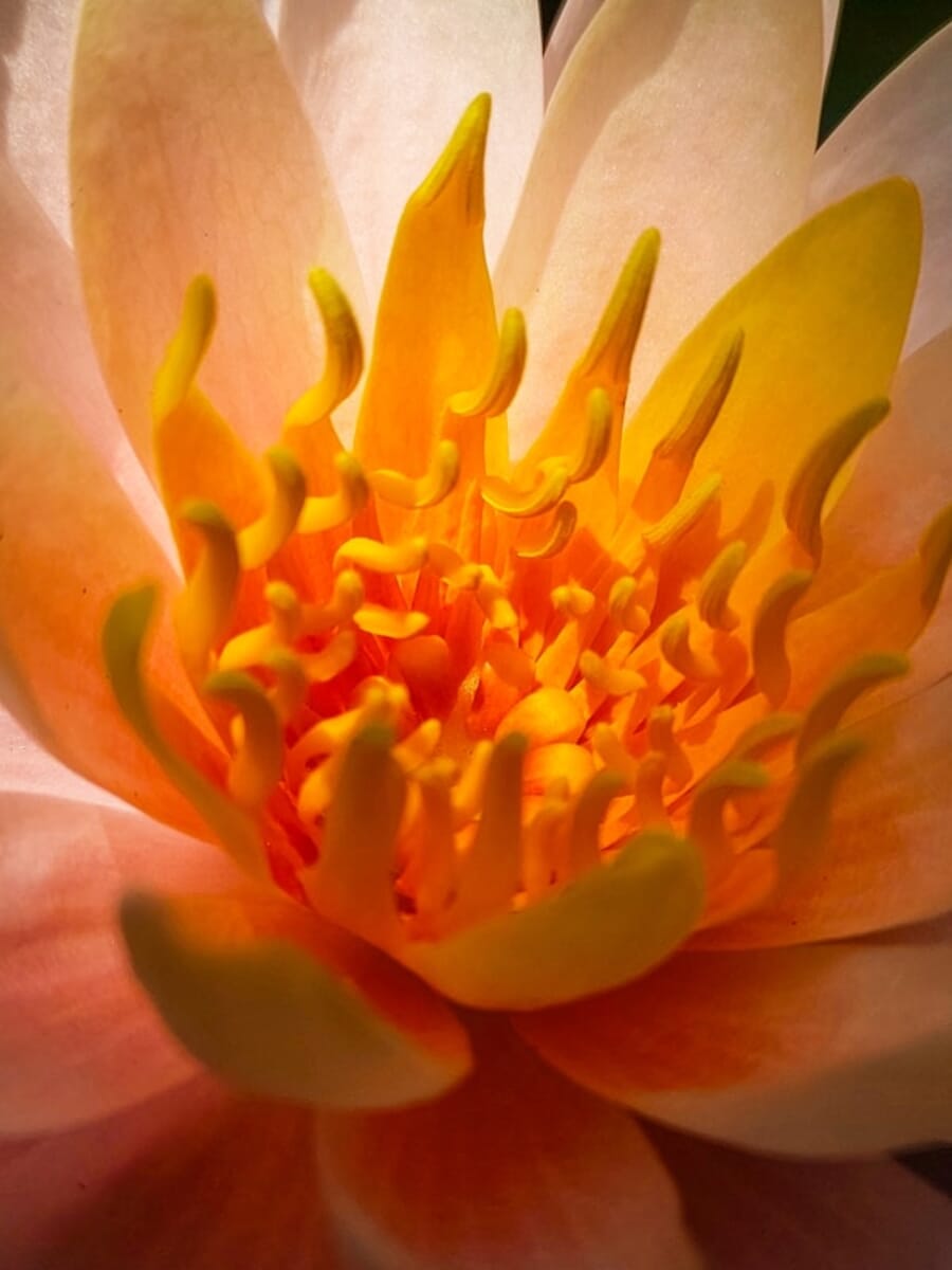 Heart of Flame: Macro Portrait of an Orange Flower