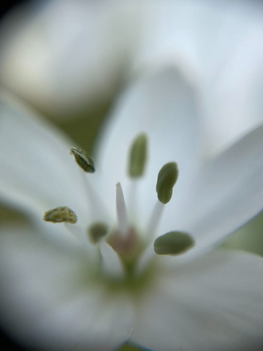 Stamen Whisper in White: A Macro Portrait of a Delicate Flower
