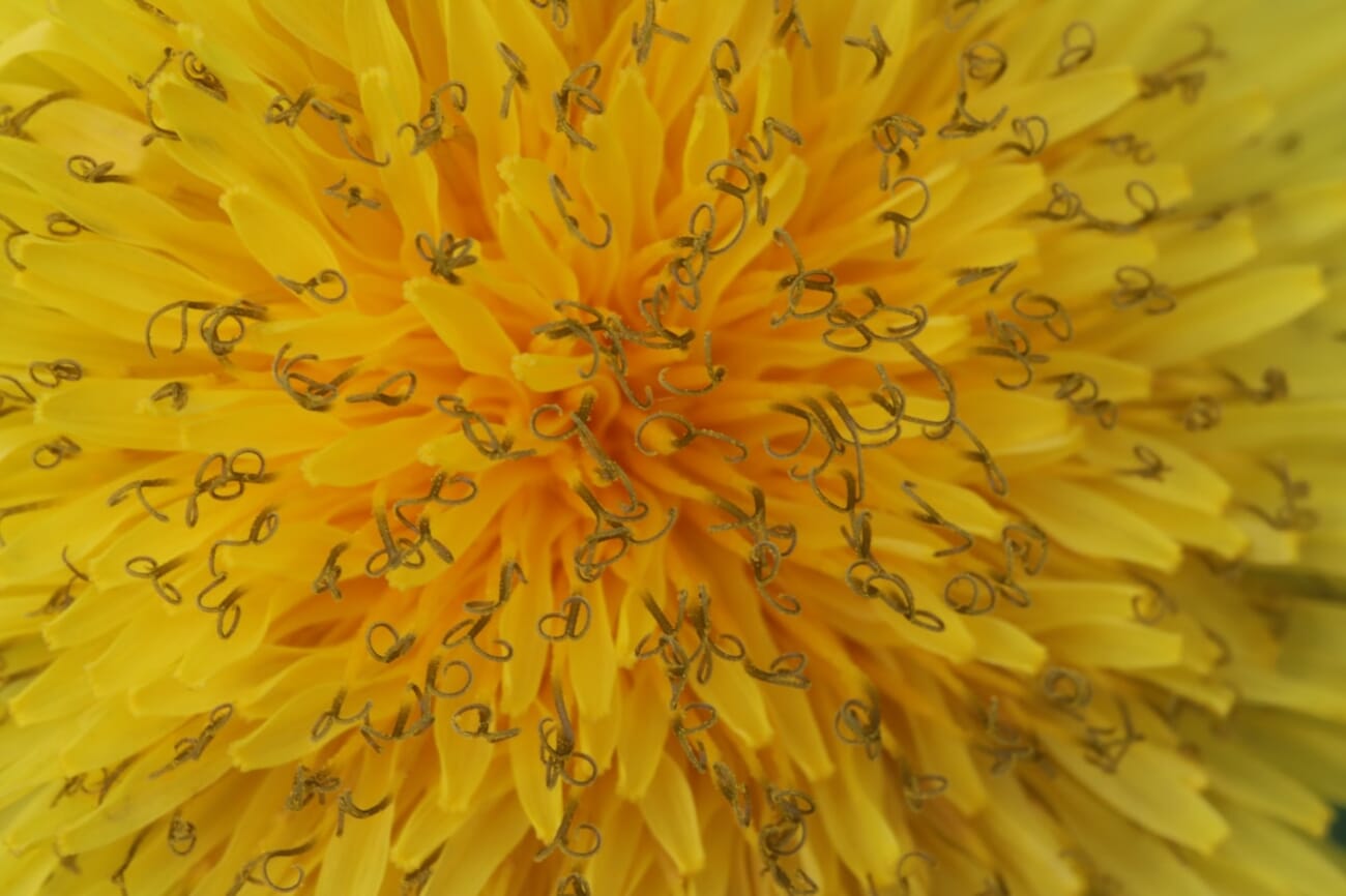 Dandelion macro