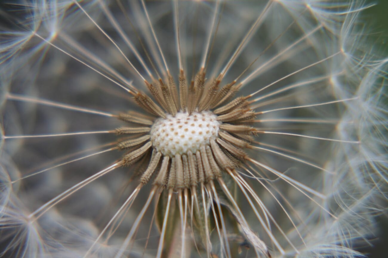 Dandelion Crown: Macro Portrait of Radiant Filaments
